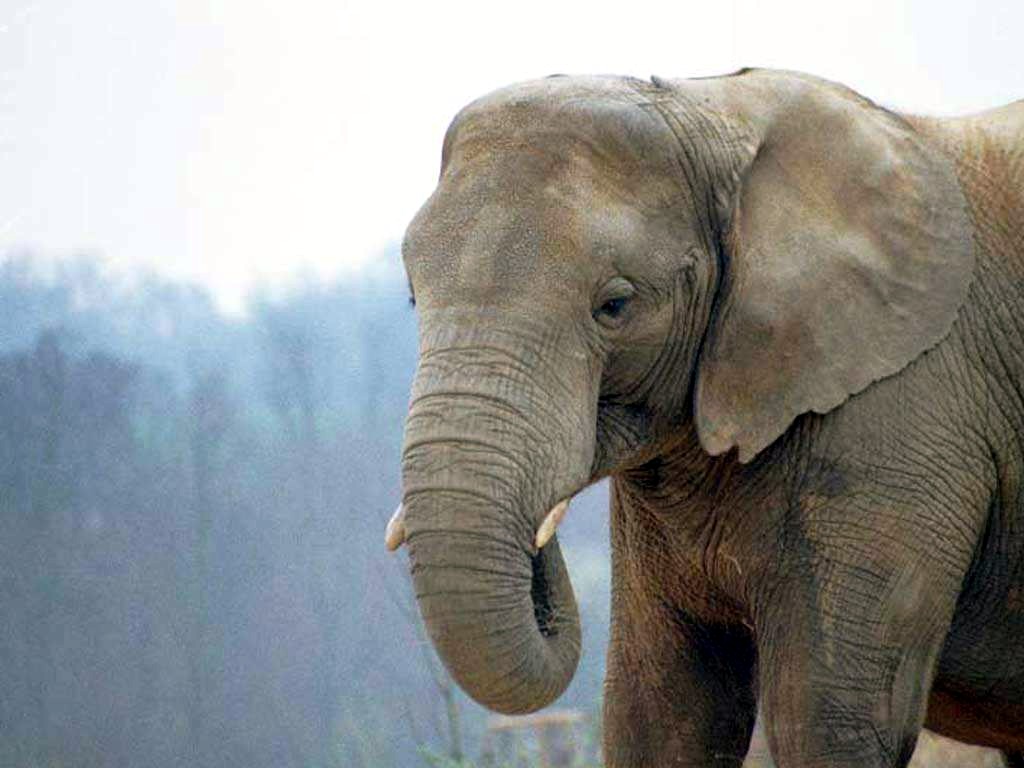 Elephants.jpg