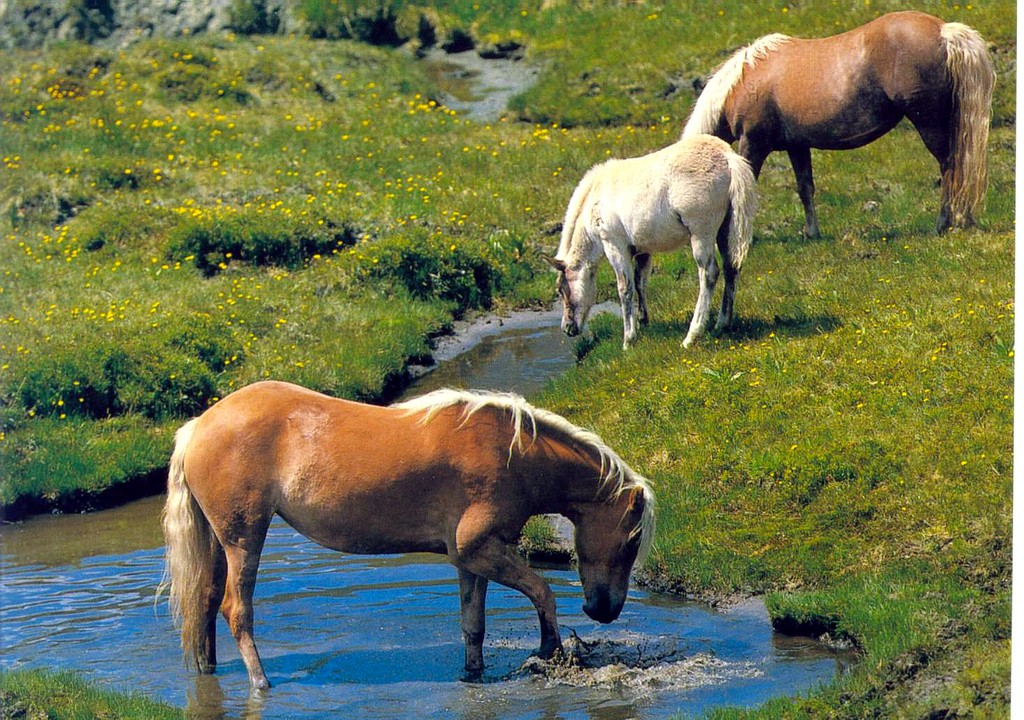 Three-Horses.jpg