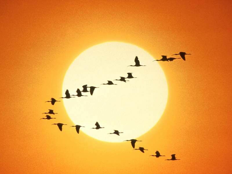 oiseaux.jpg