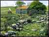 cottage_county_mayo_ireland.jpg