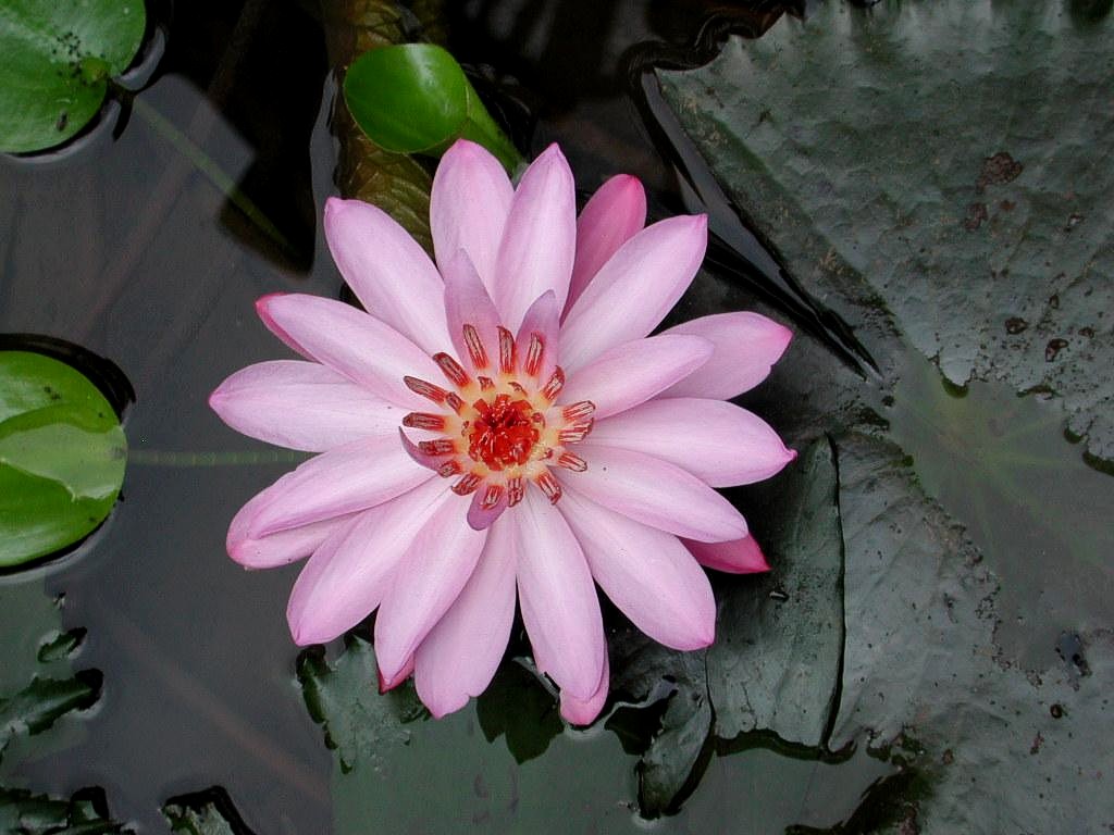 Pink_Lotus.jpg