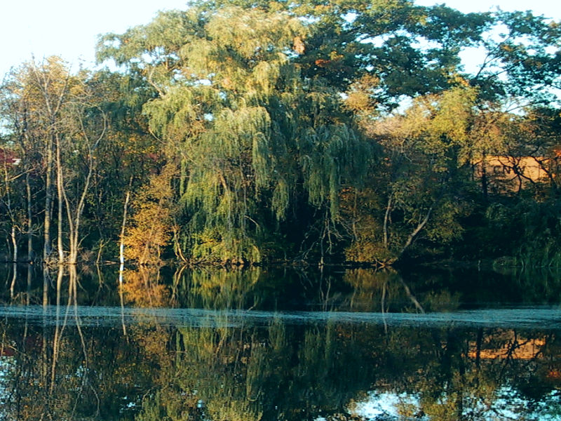 REFLECTIONS -- VERY GREEN.jpg