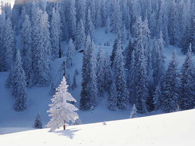 Snow Trees.jpg
