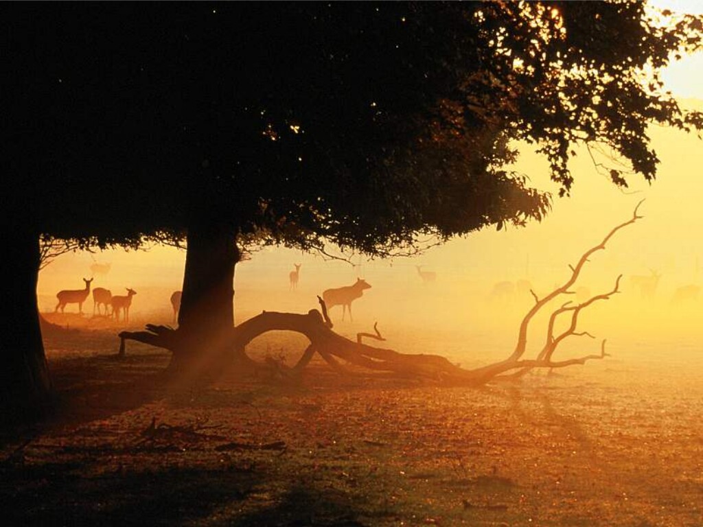 Woodland Dawn.jpg