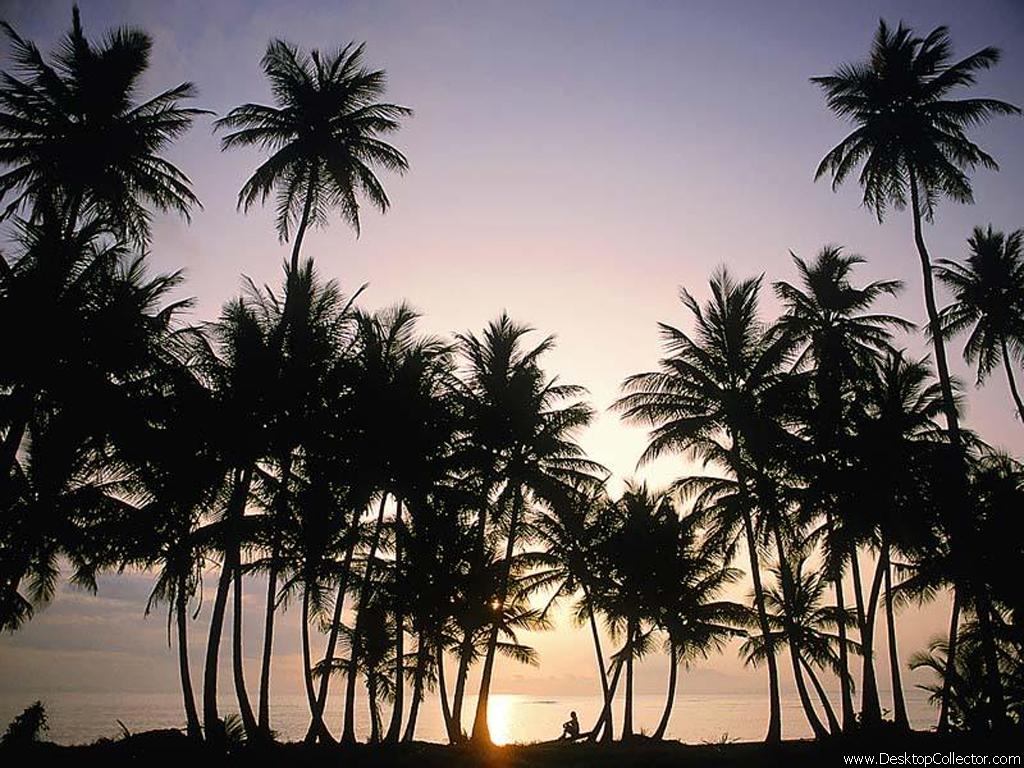 palm_trees_03.jpg