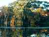 REFLECTIONS -- VERY GREEN.jpg