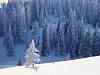 Snow Trees.jpg