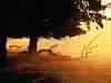 Woodland Dawn.jpg