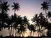 palm_trees_03.jpg